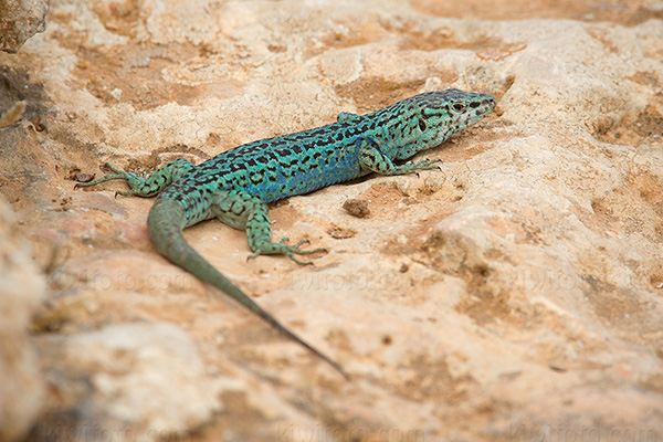 Ibiza Wall Lizard Image @ Kiwifoto.com