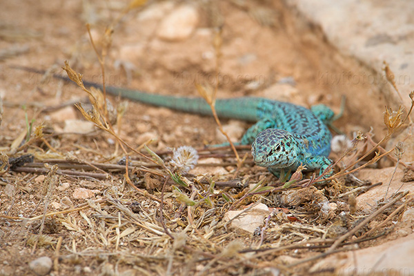 Ibiza Wall Lizard Picture @ Kiwifoto.com