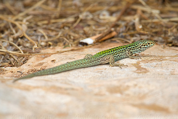 Ibiza Wall Lizard Photo @ Kiwifoto.com
