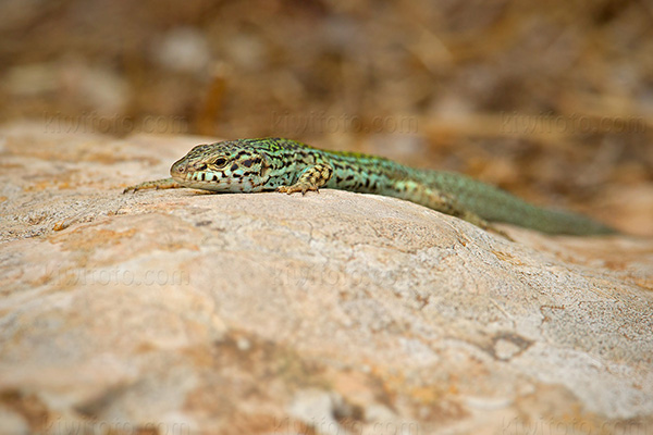 Ibiza Wall Lizard Photo @ Kiwifoto.com