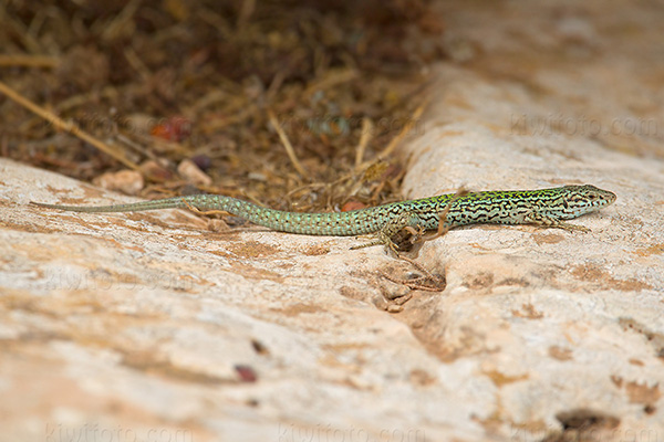 Ibiza Wall Lizard Image @ Kiwifoto.com