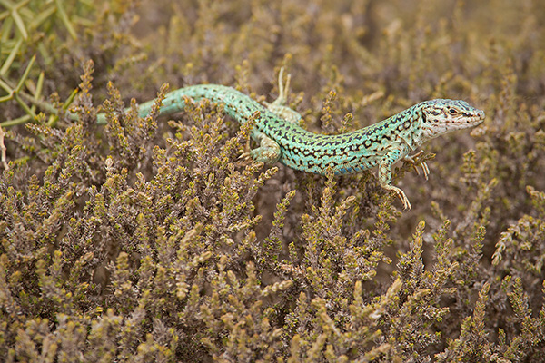 Ibiza Wall Lizard Picture @ Kiwifoto.com