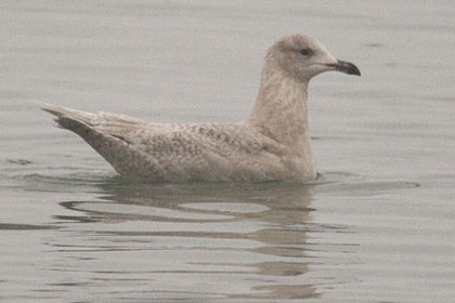 Iceland Gull Image @ Kiwifoto.com