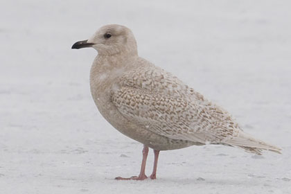 Iceland Gull Photo @ Kiwifoto.com