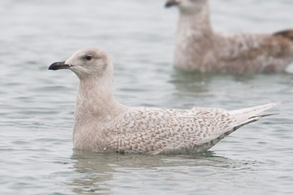 Iceland Gull Image @ Kiwifoto.com