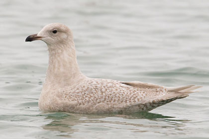 Iceland Gull Photo @ Kiwifoto.com