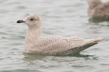 Iceland Gull Picture @ Kiwifoto.com