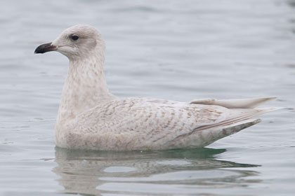 Iceland Gull Photo @ Kiwifoto.com