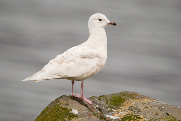 Iceland Gull Picture @ Kiwifoto.com