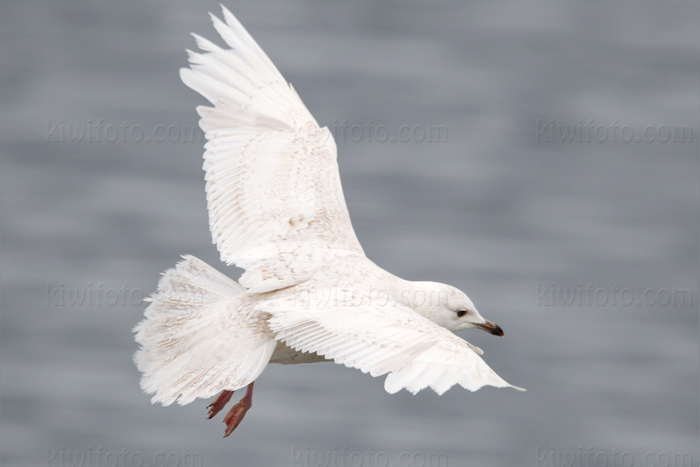 Iceland Gull Photo @ Kiwifoto.com