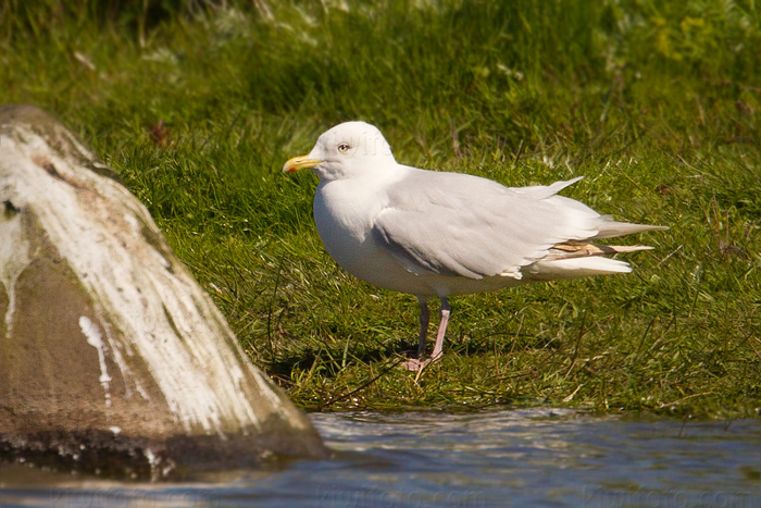 Iceland Gull