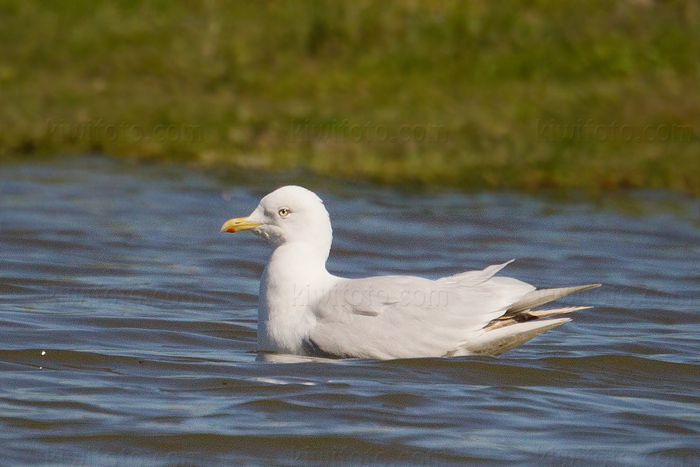 Iceland Gull Image @ Kiwifoto.com