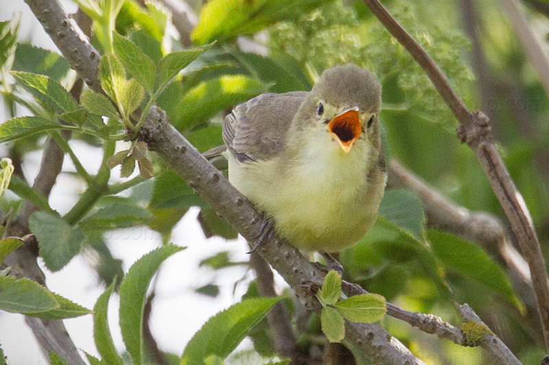 Icterine Warbler Image @ Kiwifoto.com