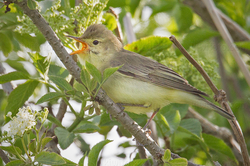 Icterine Warbler @ Zouweboezem, Utrecht, Netherlands Icterine Warbler @ Zouweboezem, Utrecht, Netherlands