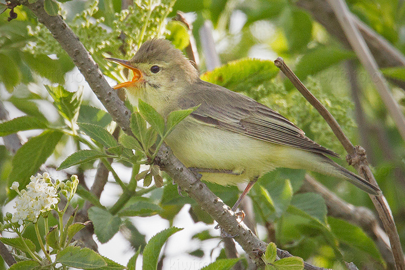 Icterine Warbler Photo @ Kiwifoto.com