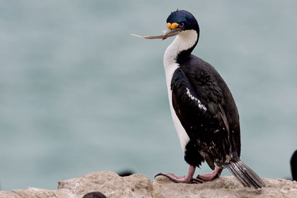 Imperial Shag Photo @ Kiwifoto.com