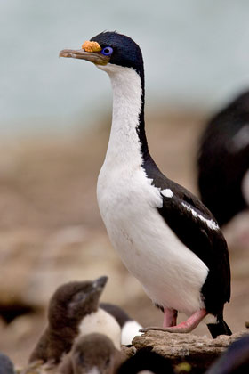 Imperial Shag Image @ Kiwifoto.com