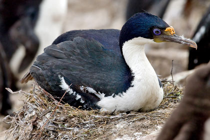 Imperial Shag Image @ Kiwifoto.com
