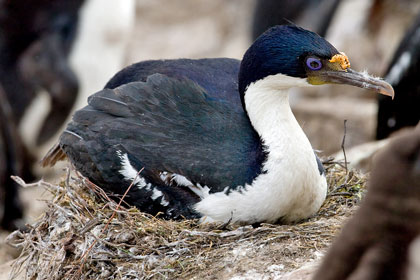 Imperial Shag Photo @ Kiwifoto.com