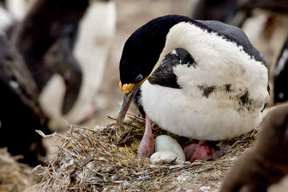 Imperial Shag Image @ Kiwifoto.com