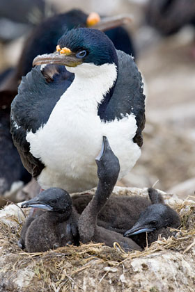 Imperial Shag Photo @ Kiwifoto.com
