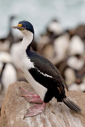 Imperial Shag Photo @ Kiwifoto.com