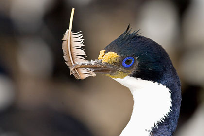 Imperial Shag Image @ Kiwifoto.com