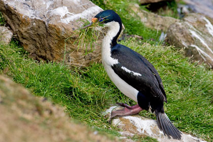 Imperial Shag Picture @ Kiwifoto.com