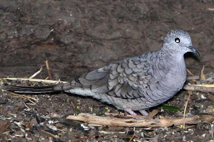 Inca Dove Image @ Kiwifoto.com