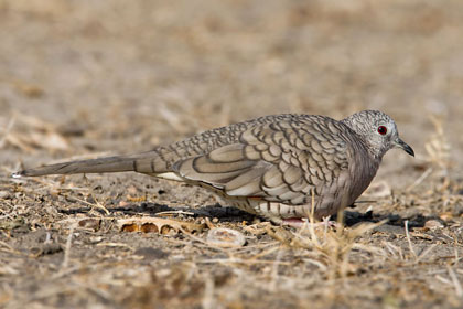 Inca Dove Picture @ Kiwifoto.com