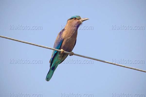 Indian Roller Image @ Kiwifoto.com