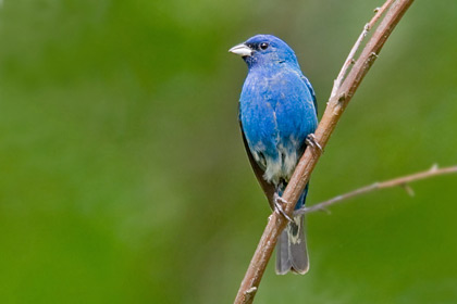 Indigo Bunting Image @ Kiwifoto.com