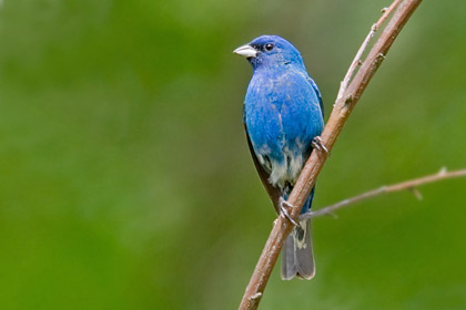 Indigo Bunting Picture @ Kiwifoto.com