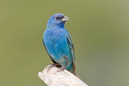 Indigo Bunting Photo @ Kiwifoto.com