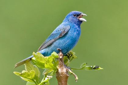 Indigo Bunting Picture @ Kiwifoto.com