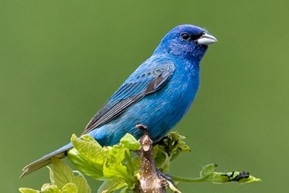 Indigo Bunting Image @ Kiwifoto.com