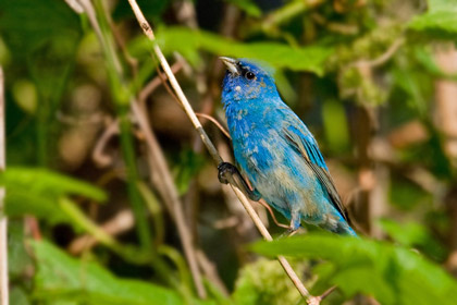 Indigo Bunting Picture @ Kiwifoto.com