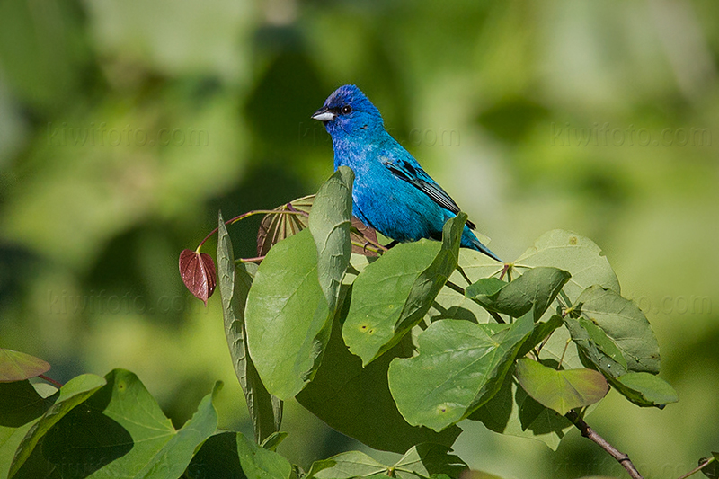 Indigo Bunting @ Hamilton, OH (Fernald Preserve)