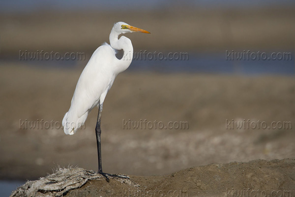 Intermediate Egret Picture @ Kiwifoto.com