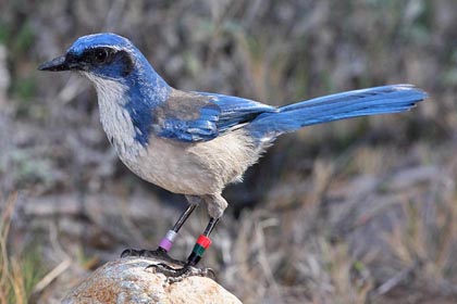 Island Scrub-Jay Photo @ Kiwifoto.com