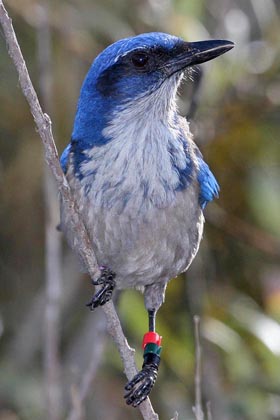 Island Scrub-Jay Picture @ Kiwifoto.com