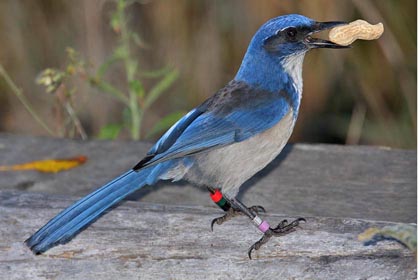 Island Scrub-Jay Picture @ Kiwifoto.com