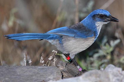Island Scrub-Jay Picture @ Kiwifoto.com