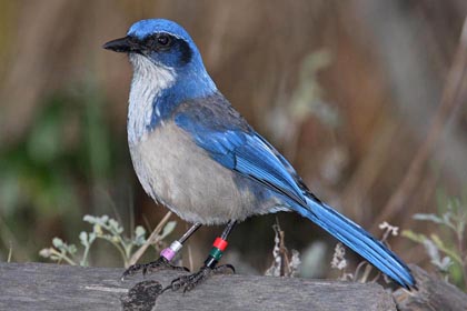Island Scrub-Jay Image @ Kiwifoto.com