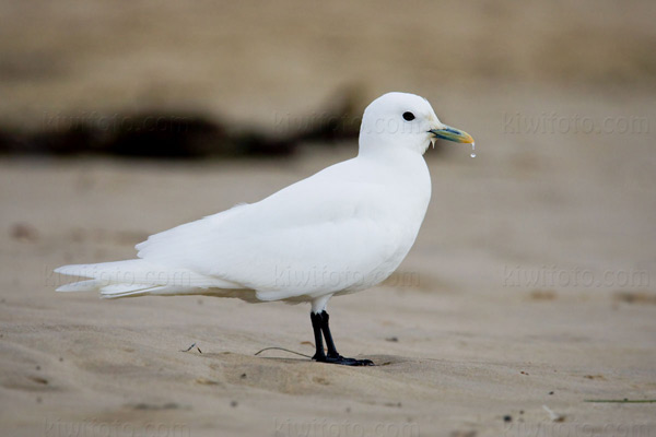 Ivory Gull Image @ Kiwifoto.com