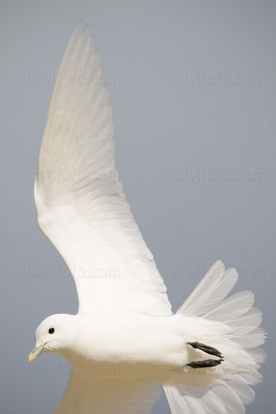 Ivory Gull Image @ Kiwifoto.com