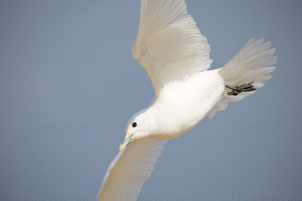 Ivory Gull Image @ Kiwifoto.com