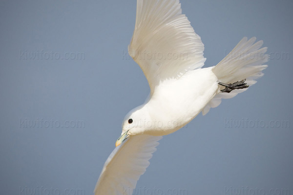 Ivory Gull Photo @ Kiwifoto.com