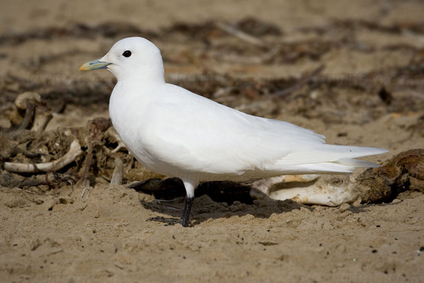 Ivory Gull Image @ Kiwifoto.com