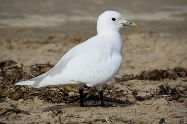 Ivory Gull Photo @ Kiwifoto.com